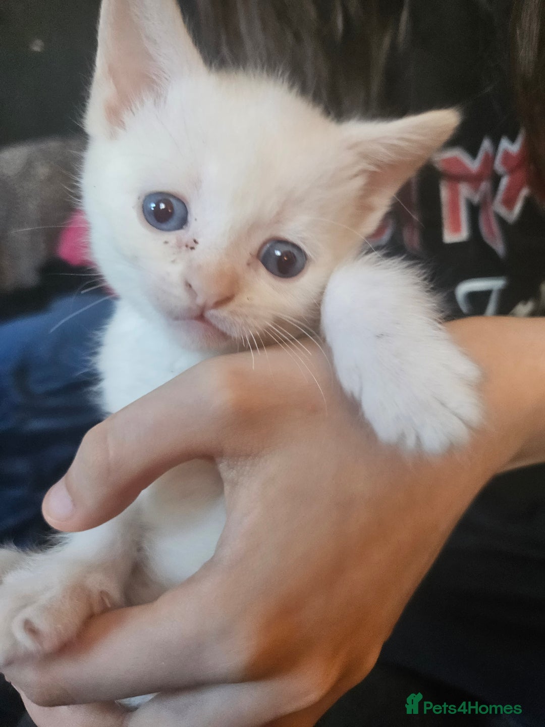 Sphynx cats for sale: Snow coated shpynx with sky blue eyes - Image 11