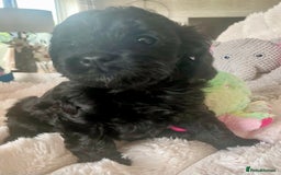 Cavapoo dogs for sale: F1 Cavapoos  - Image 12