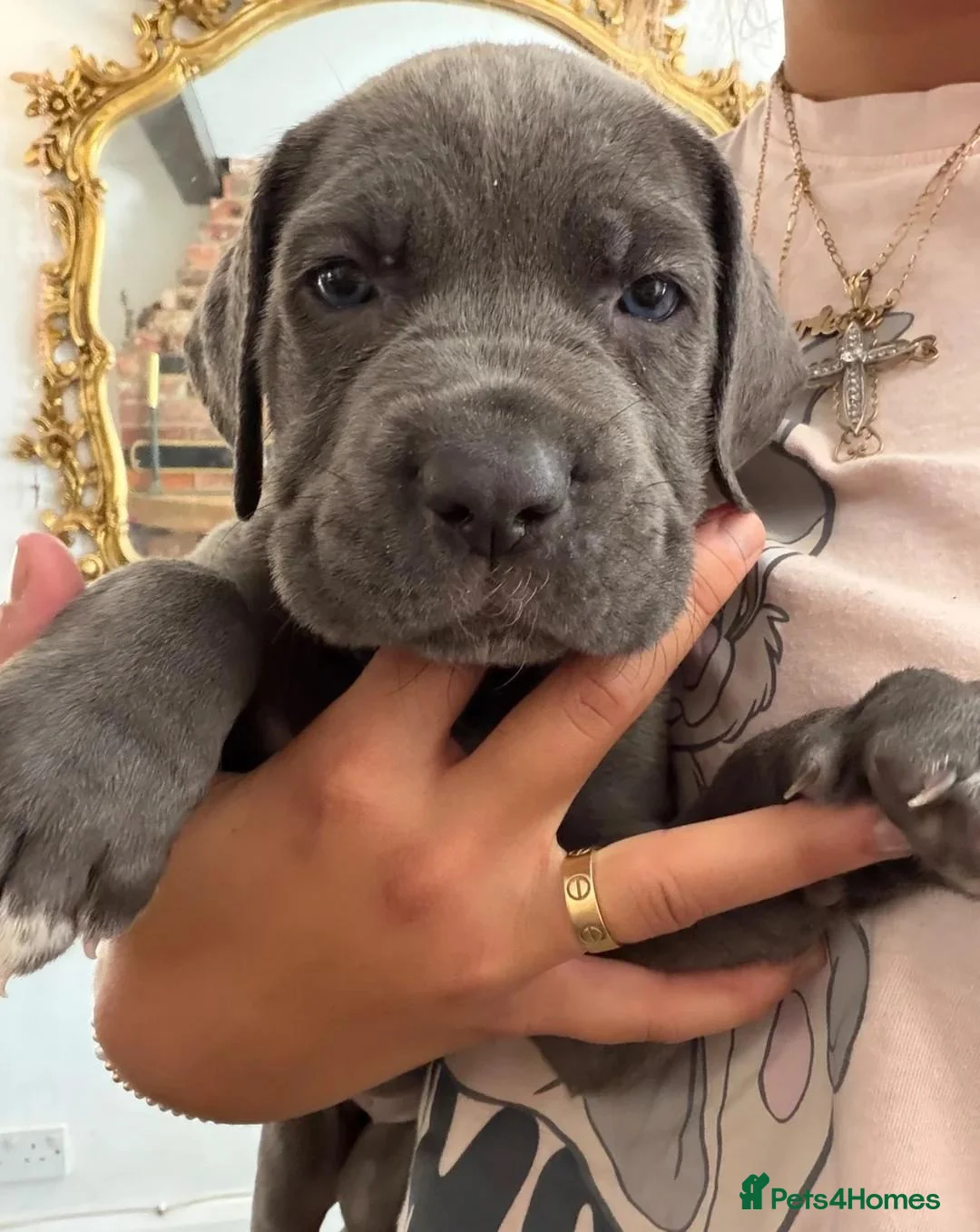 Cane Corso dogs for sale: Stunning Cane Corso Puppies - 2 Boys & 3 Girls. in Mansfield - Advert 2