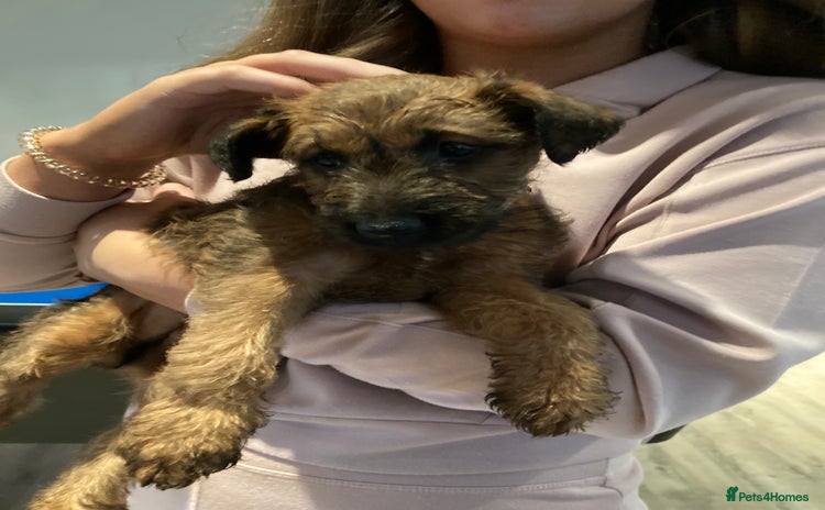 Irish Terrier dogs - Advert 2