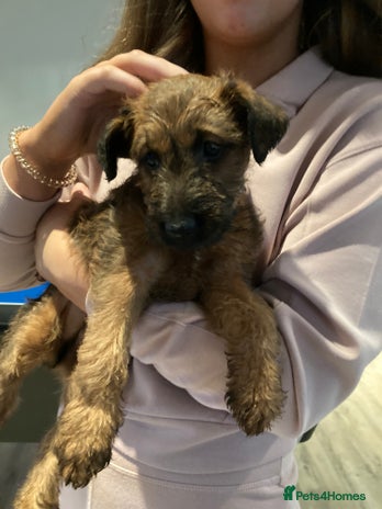 Irish Terrier dogs - Advert 1