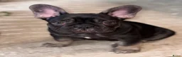 French Bulldog dogs for sale: Beautiful littler of KC French Bulldog Puppies. - Advert 9
