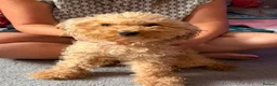 Cockapoo dogs for sale: 2 lovely little fur baby’s left both males  in Cambridge - Advert 1