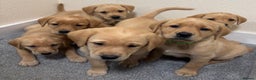 Labrador Retriever dogs for sale: Labrador puppies - Advert 17