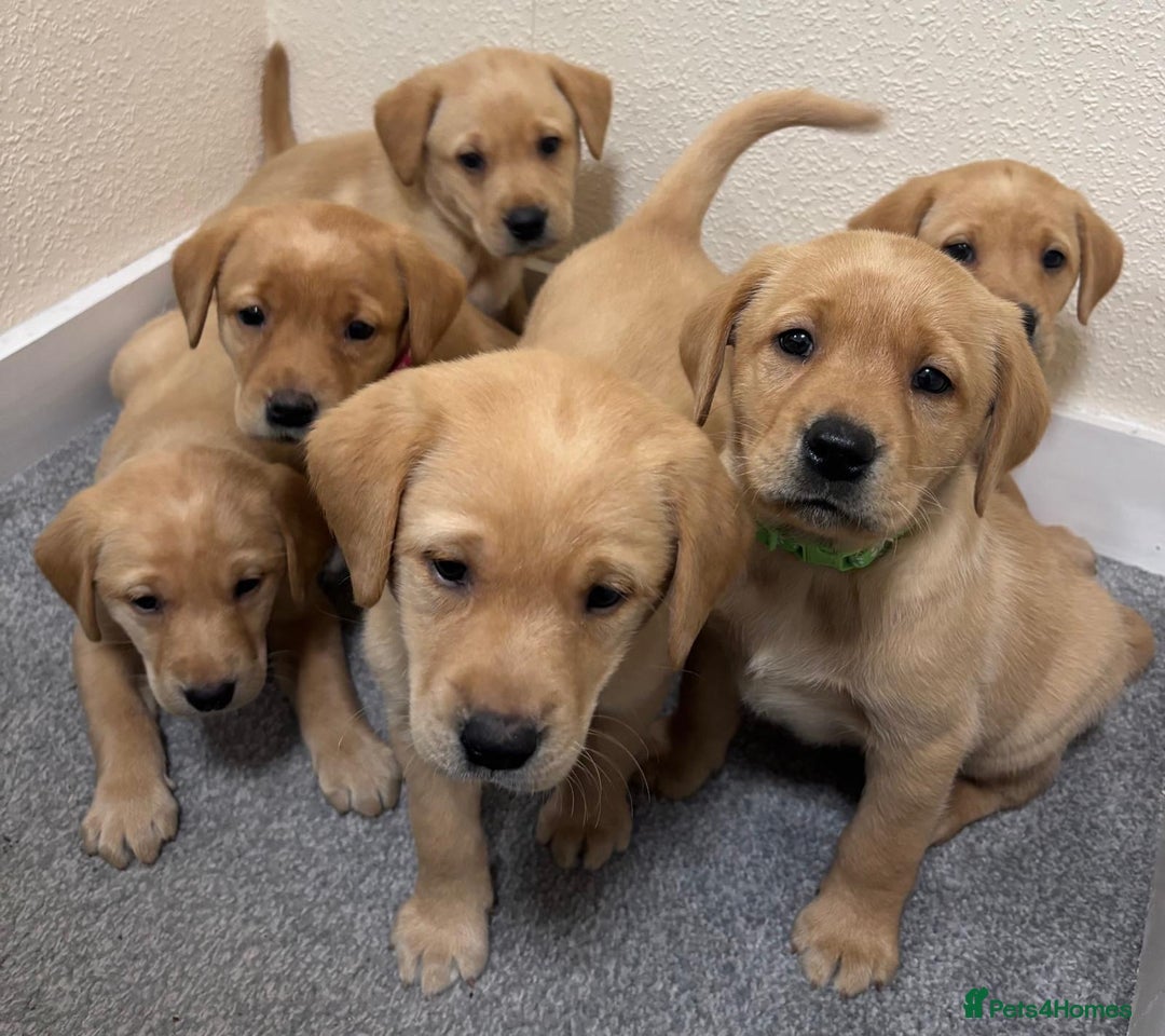 Labrador Retriever dogs for sale: Labrador puppies - Advert 17
