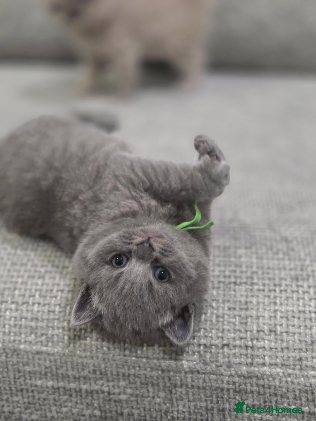 British Shorthair cats for sale: Gorgeous Pure Breed British shorthair kittens  - Advert 13