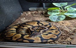 Python Snake reptiles for sale: Female Ball python & full set up included  - Image 2