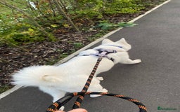 Mixed Breed dogs for sale: White Female Akita  - Image 11