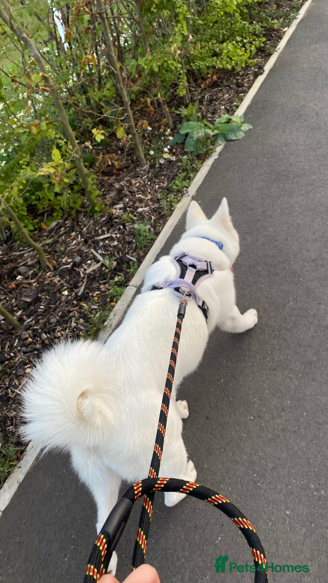 Mixed Breed dogs for sale: White Female Akita  - Image 11