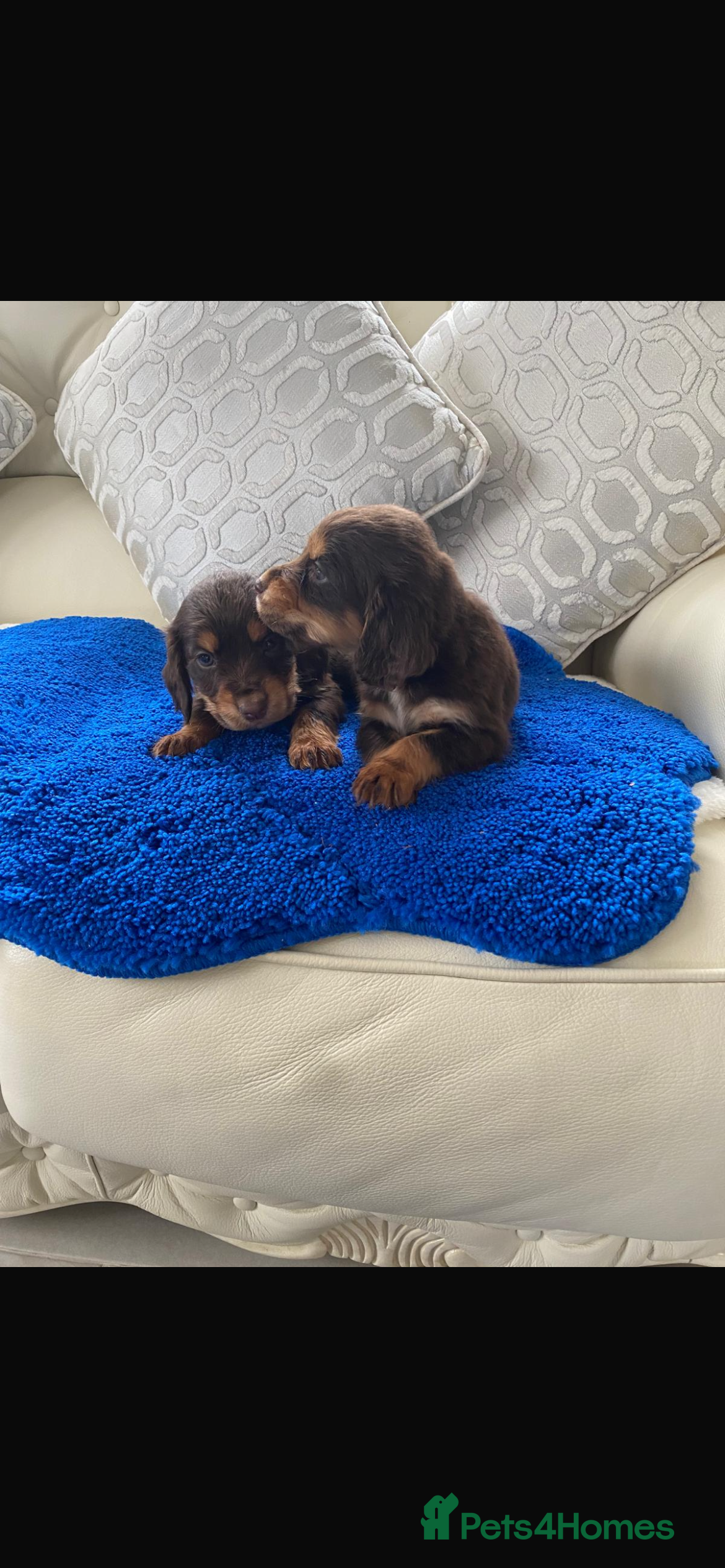 Cocker Spaniel dogs Beautiful litter of cocker spaniel puppys - Advert 5