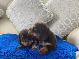 Cocker Spaniel dogs Beautiful litter of cocker spaniel puppys - Advert 5