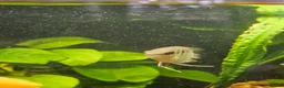 Cichlids fish for sale: 2 Festivum cichlid fish - Advert 8