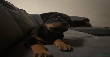Rottweiler dogs - Advert 9
