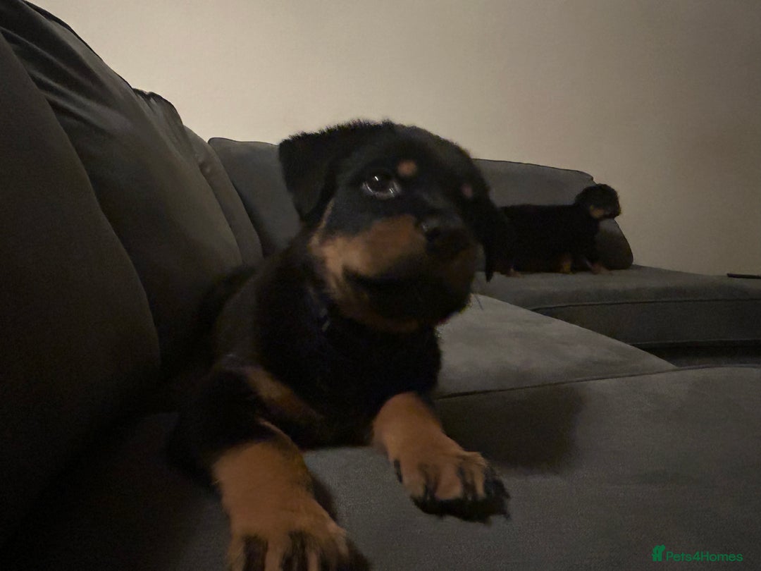 Rottweiler dogs for sale: Chunky Rottweilers for Sale - Image 2