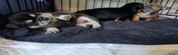 Mixed Breed dogs for sale: Shih Chi X chihuahua Frenchie - Advert 19
