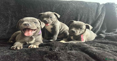 Staffordshire Bull Terrier dogs - Advert 4