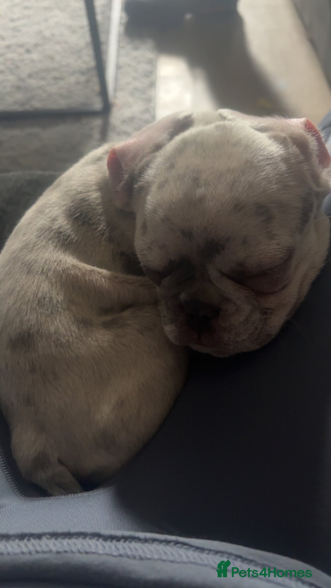 French Bulldog dogs for sale: Puppy - Image 3