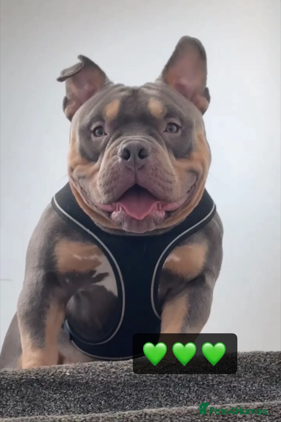 American Bully dogs for stud: Hulk micro bully for stud  - Advert 1
