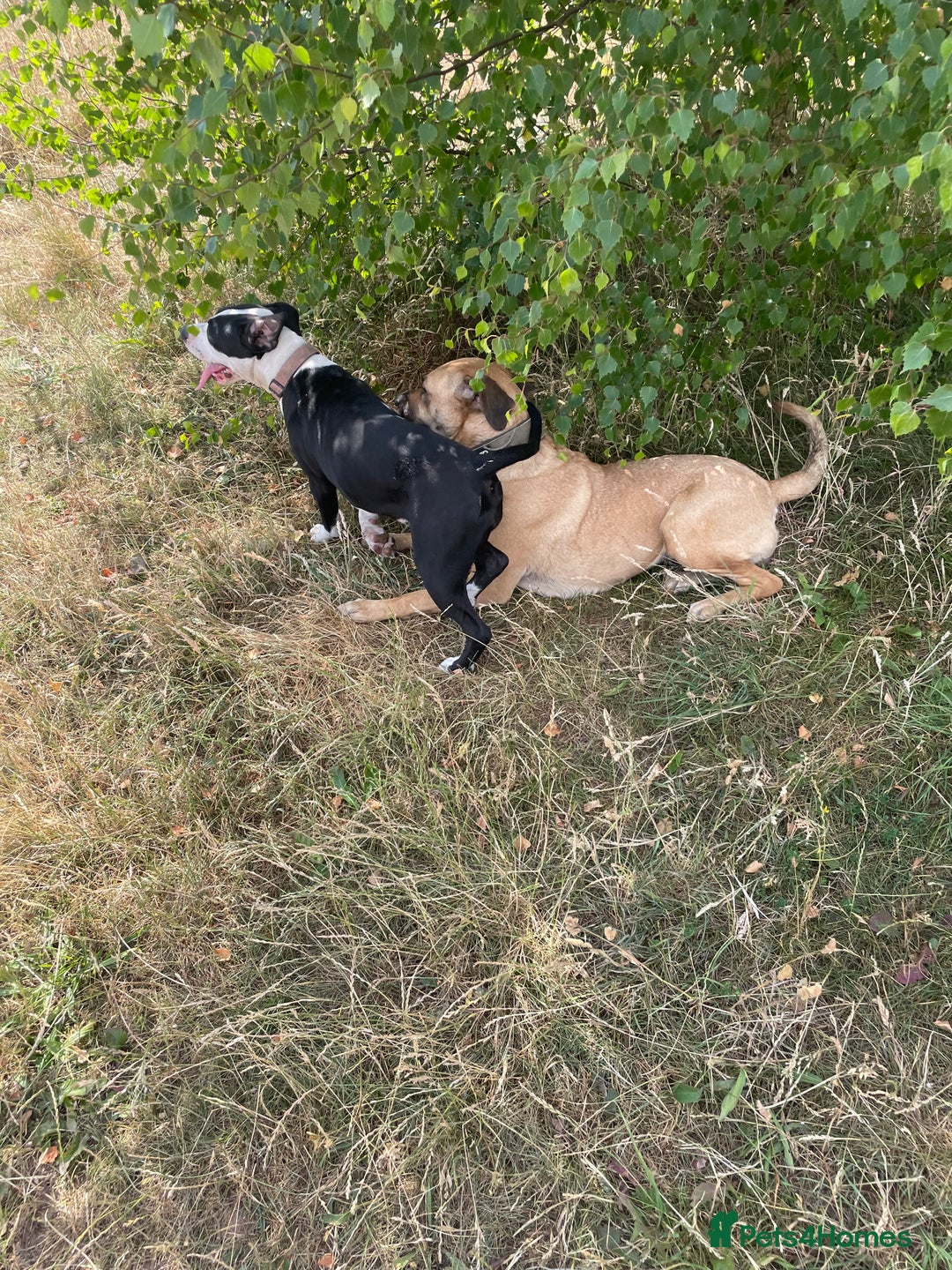 Mixed Breed dogs for sale: Bulldog cross  - Image 12