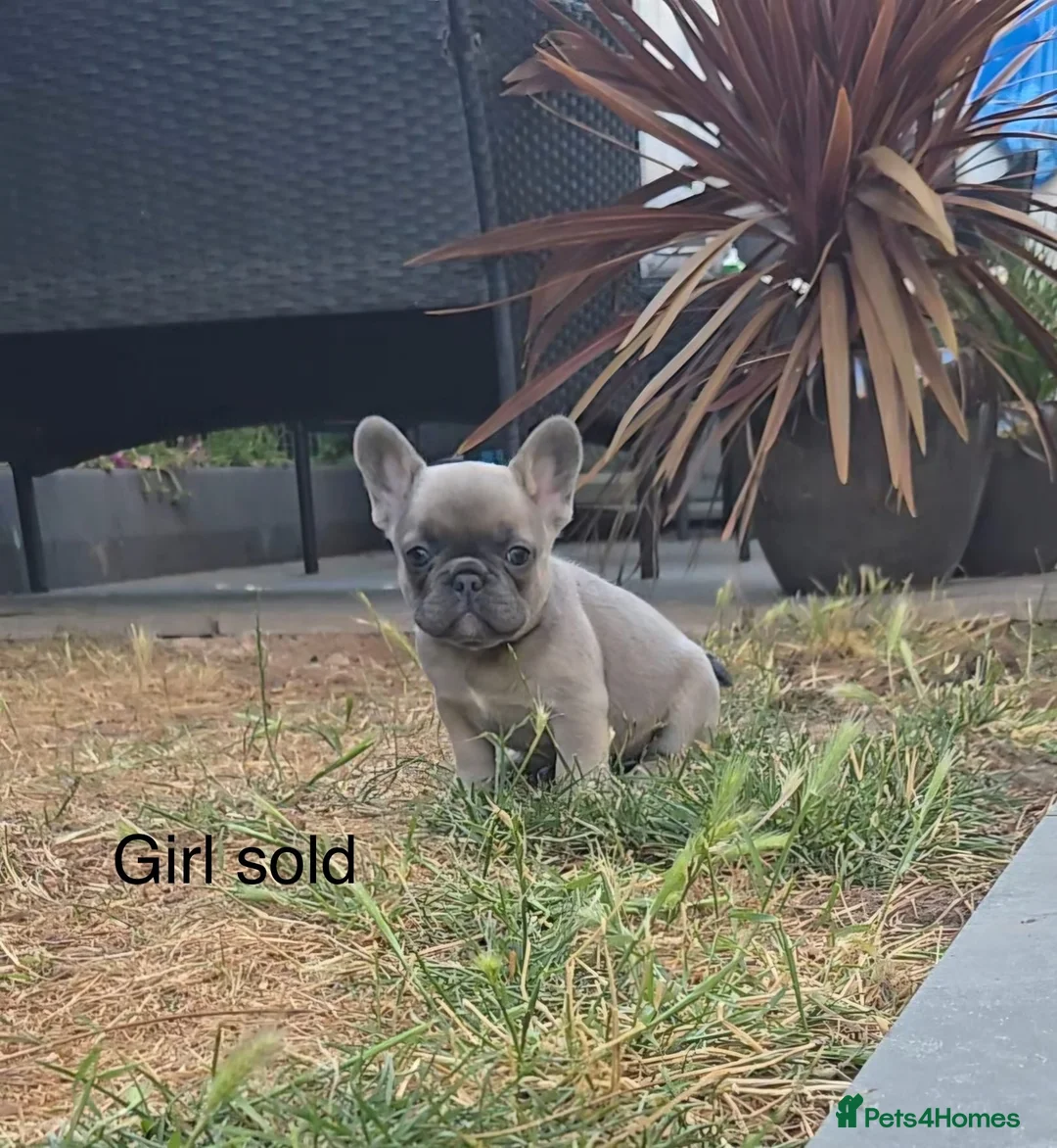 French Bulldog dogs for sale: Frenchie pups - Advert 6