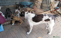 Mixed Breed dogs for adoption: Meet Little BEAR, a Lovely but naughty Boy... - Image 15
