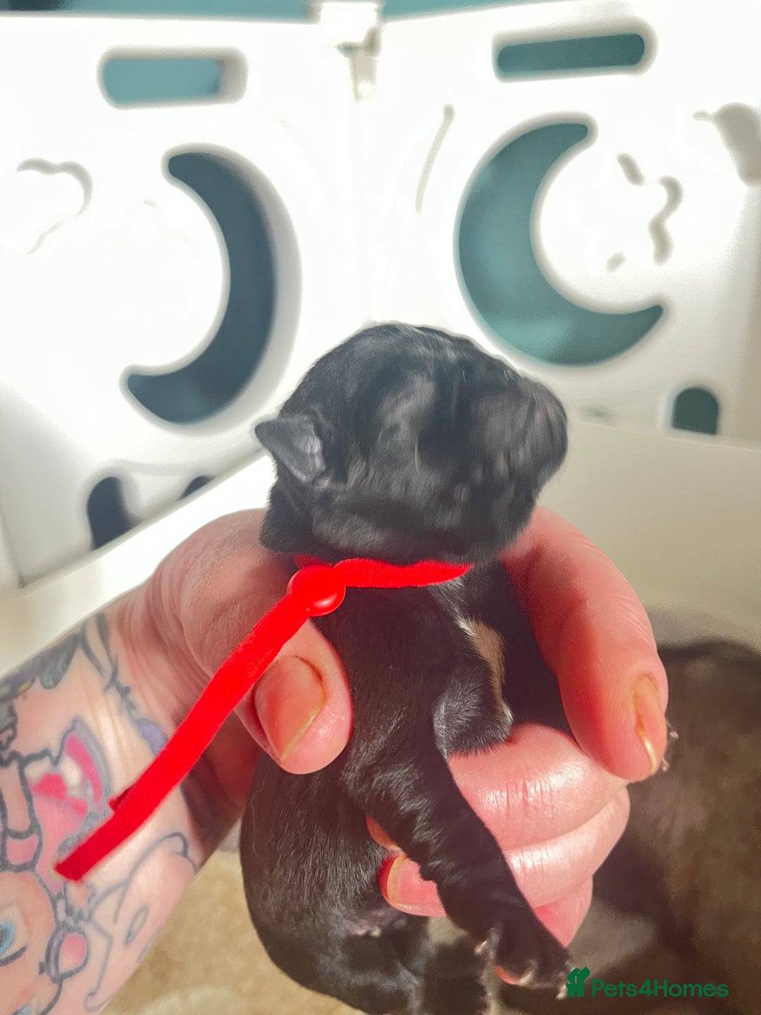 Pug dogs for sale: 2 Beautiful KC registered pug girls - Image 10
