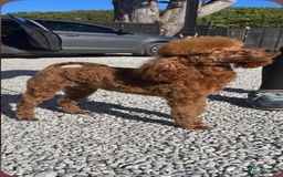 Cockapoo dogs for sale: CockapooS red toy  size show type  - Image 4
