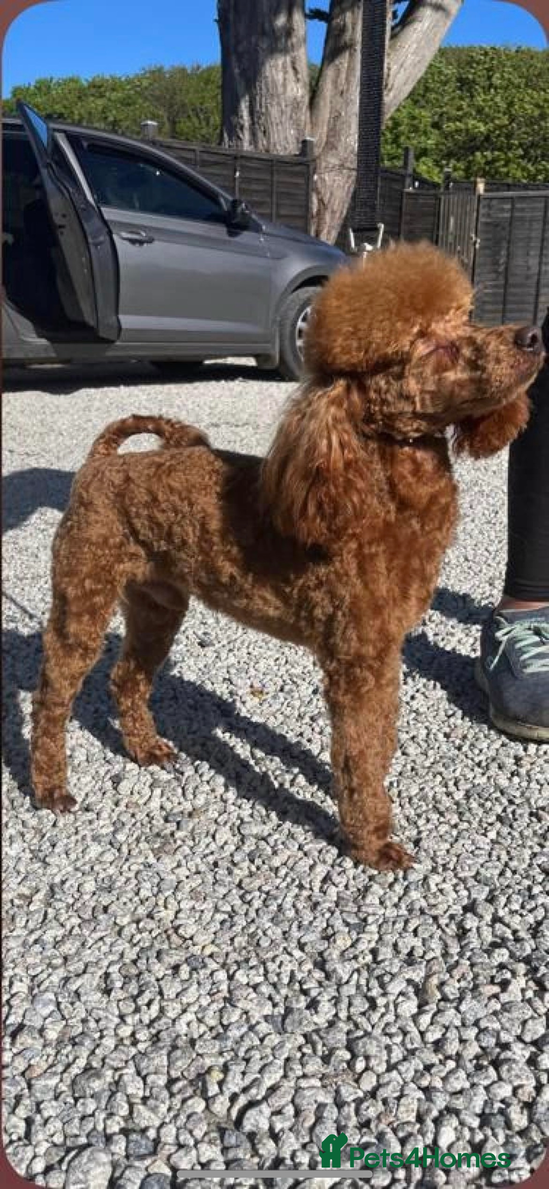 Cockapoo dogs for sale: CockapooS red toy  size show type  - Image 4
