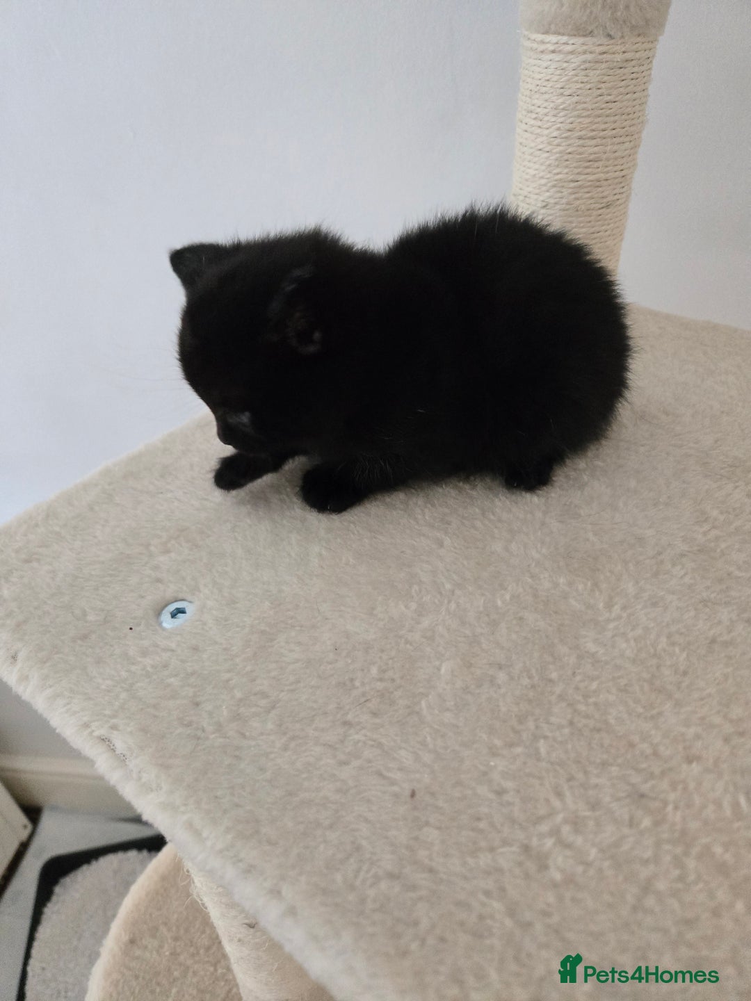British Shorthair cats for sale: Gabriel Vasile  - Image 6