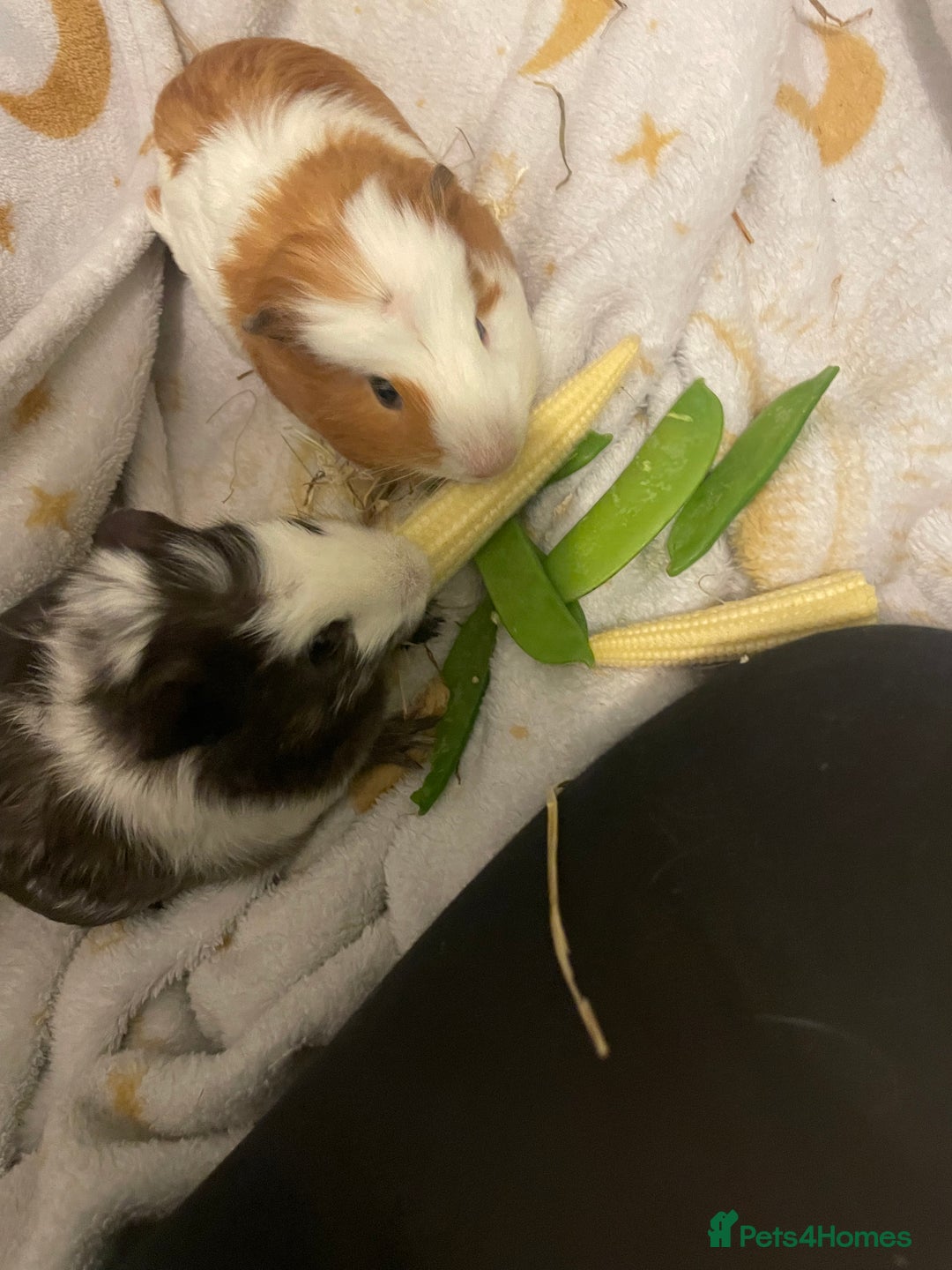 Guinea Pig rodents for sale: 2 male guinea  - Image 5