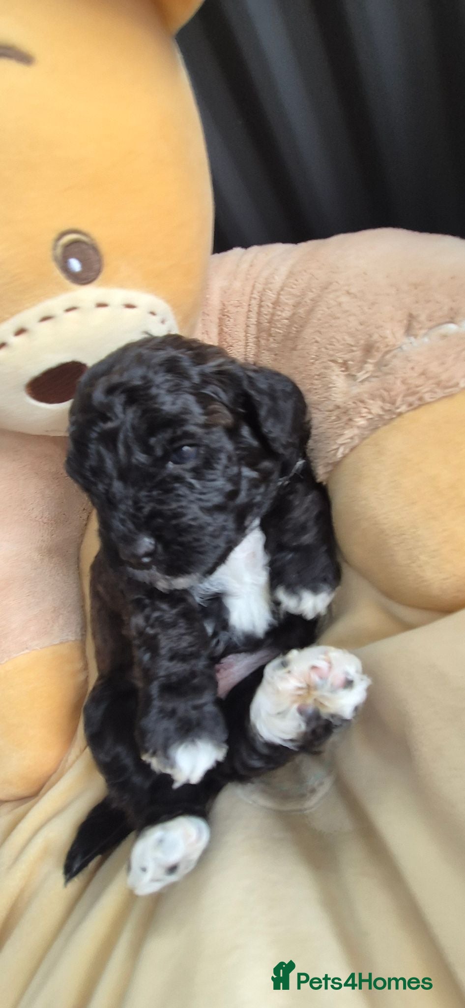 Mixed Breed dogs Cavapooshon puppies  - Advert 1