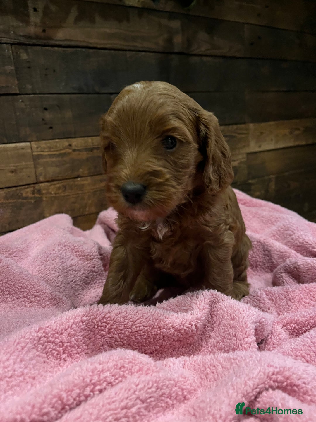 Cockapoo dogs for sale: Cockapoo F1B puppies - Advert 11