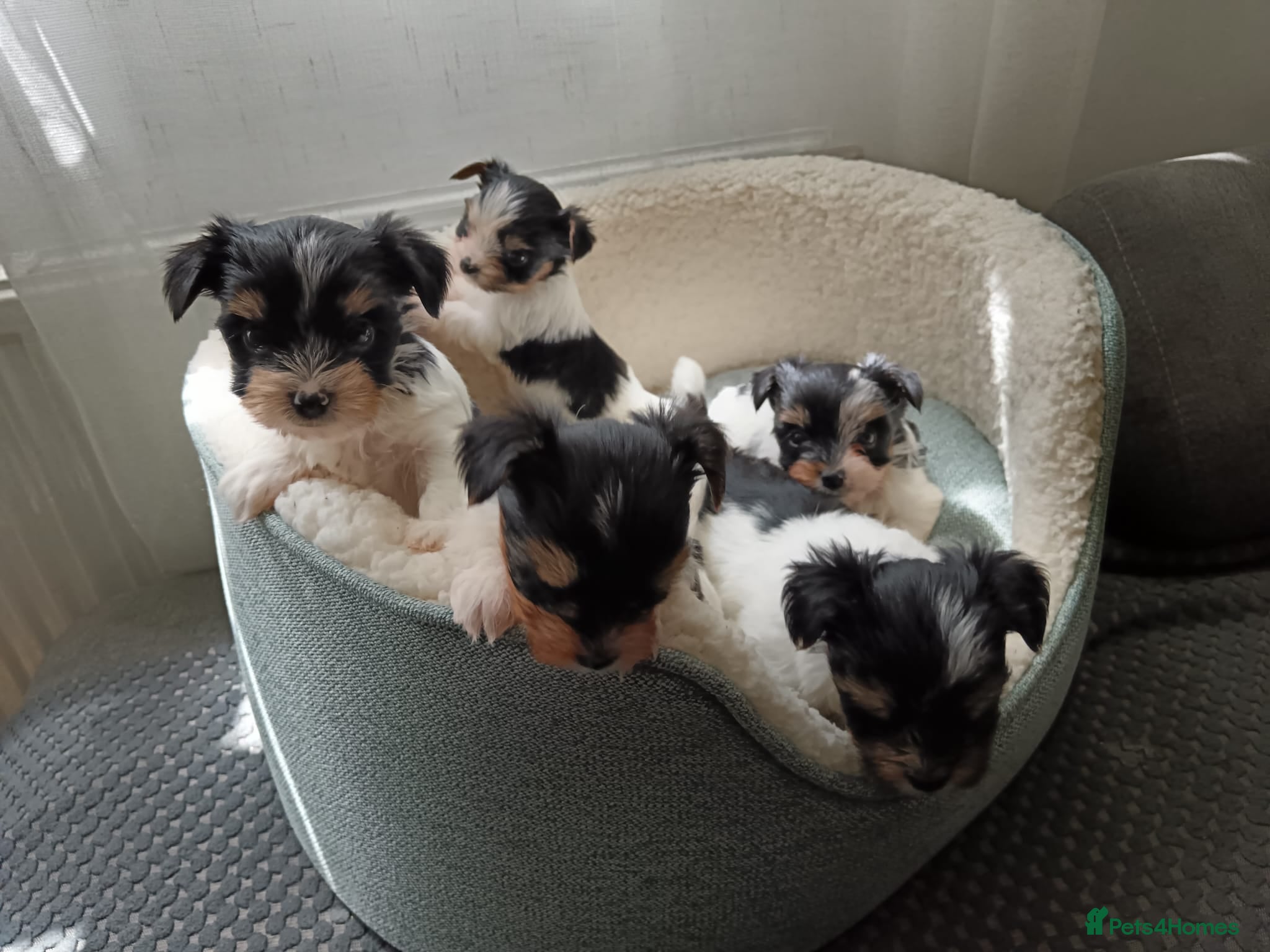 Biewer Terrier dogs Beautiful Yorkshire Terrier Biewer  - Advert 2