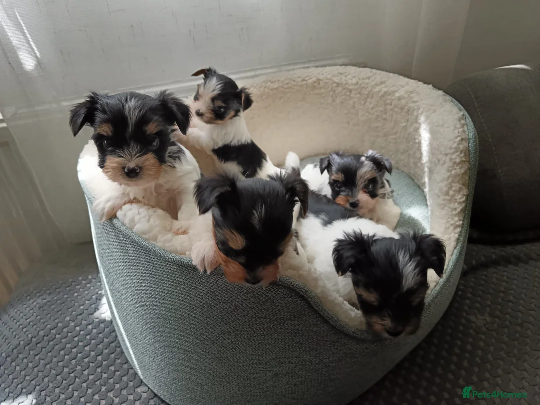 Biewer Terrier dogs for sale: Beautiful Yorkshire Terrier Biewer  - Advert 1