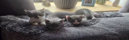 Mixed Breed cats for sale: Kittens  - Advert 9