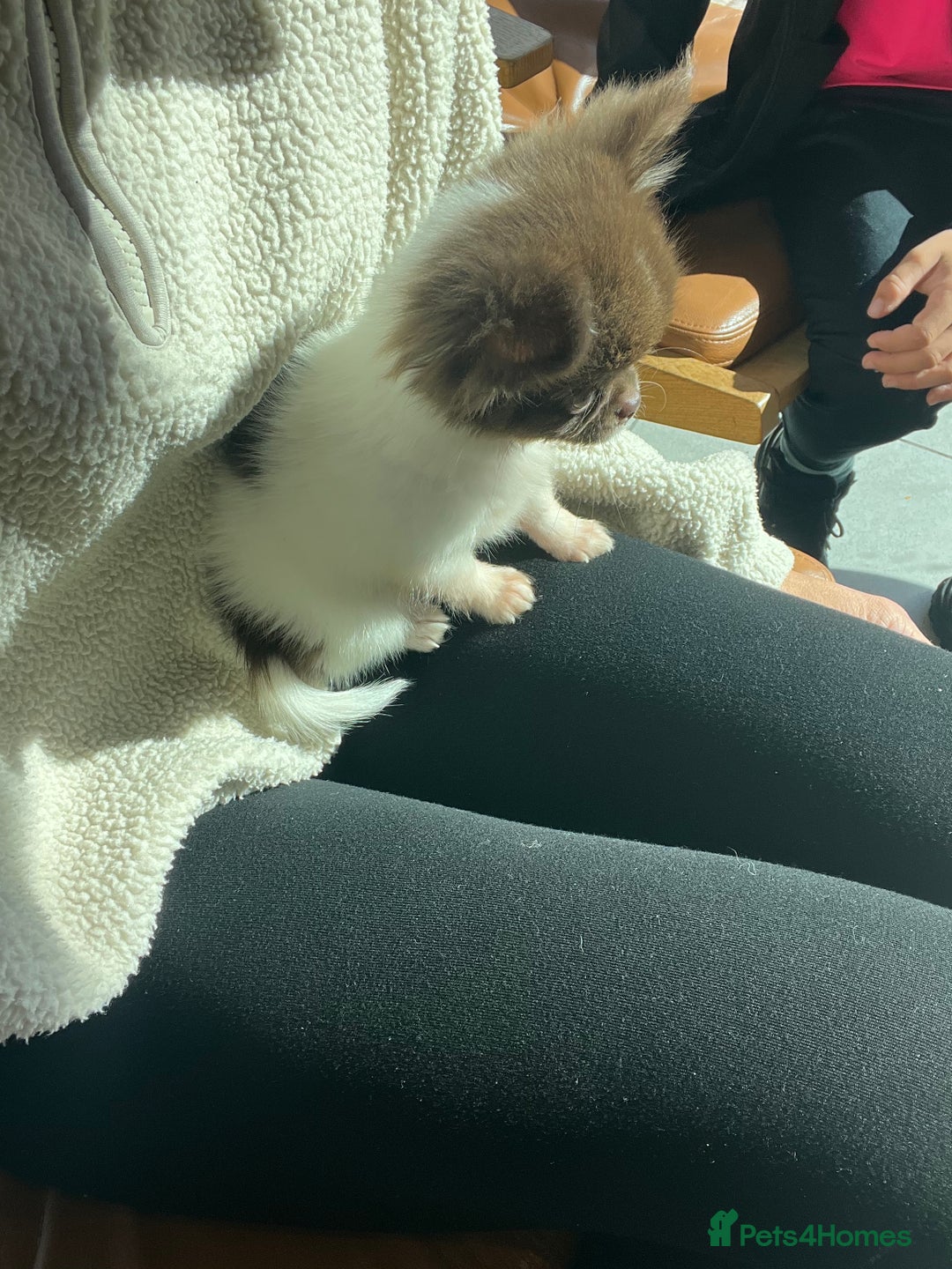 Chihuahua dogs for sale: 💥 REDUCED 💥 ** Choc parti chihuahua ONE BOY LEFT - Image 3