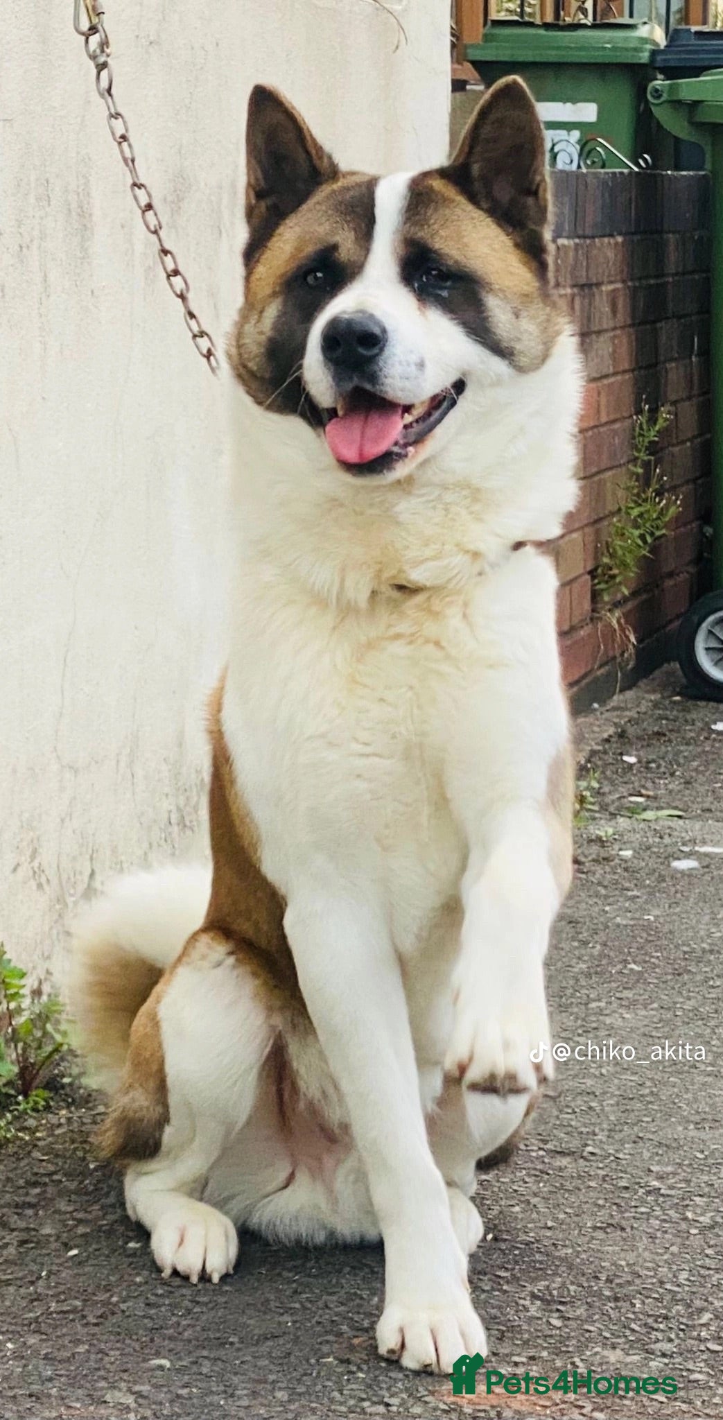 Akita dogs Akita - Advert 1