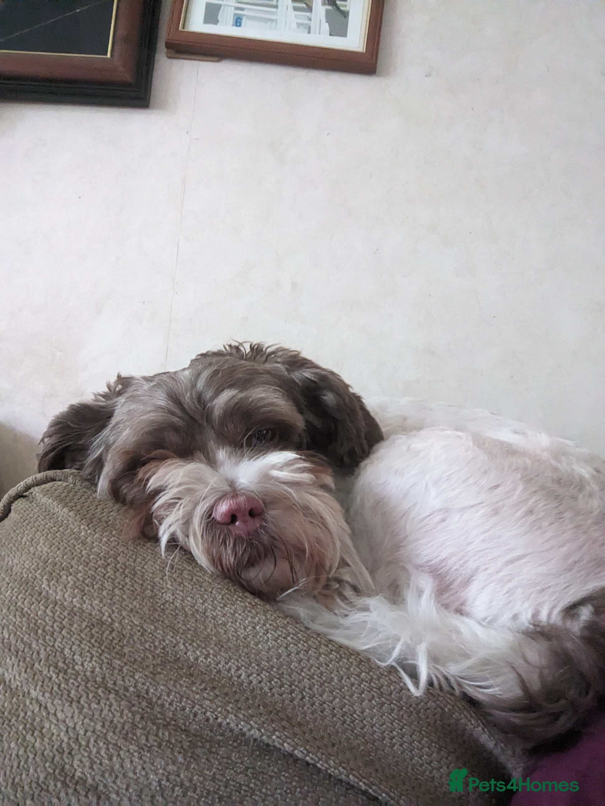 Mixed Breed dogs Two 7 yo terrier crosses. Half sisters. - Advert 14
