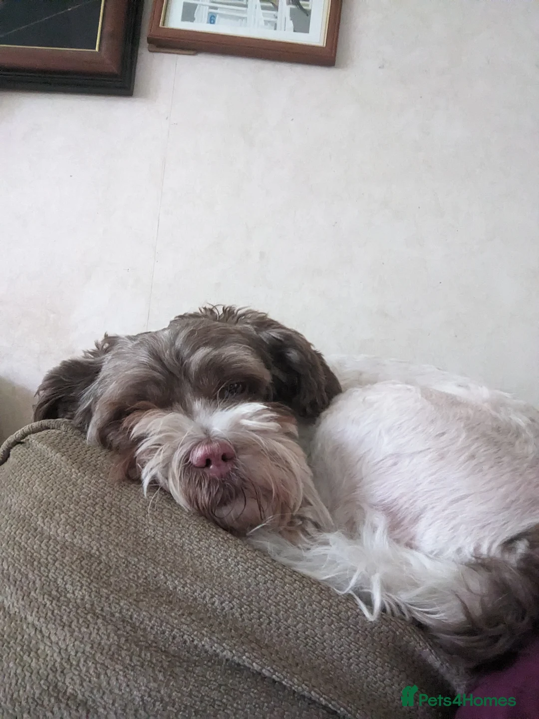 Mixed Breed dogs for sale: Two 7 yo terrier crosses. Half sisters. in Enfield - Advert 1