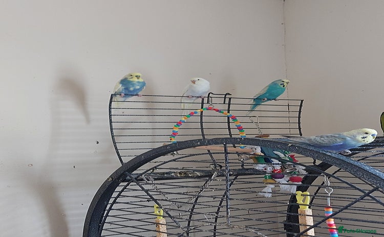 Budgerigars birds Budgie - Advert 1