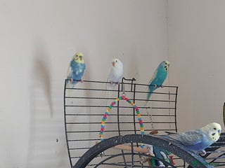 Budgerigars birds for sale: Budgie - Advert 1