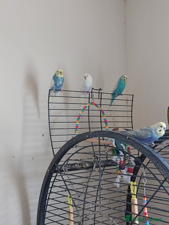 Budgerigars birds Budgie - Advert 1