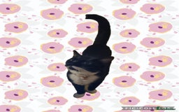 Domestic Shorthair cats for sale: Looking for her forever home  - Image 4