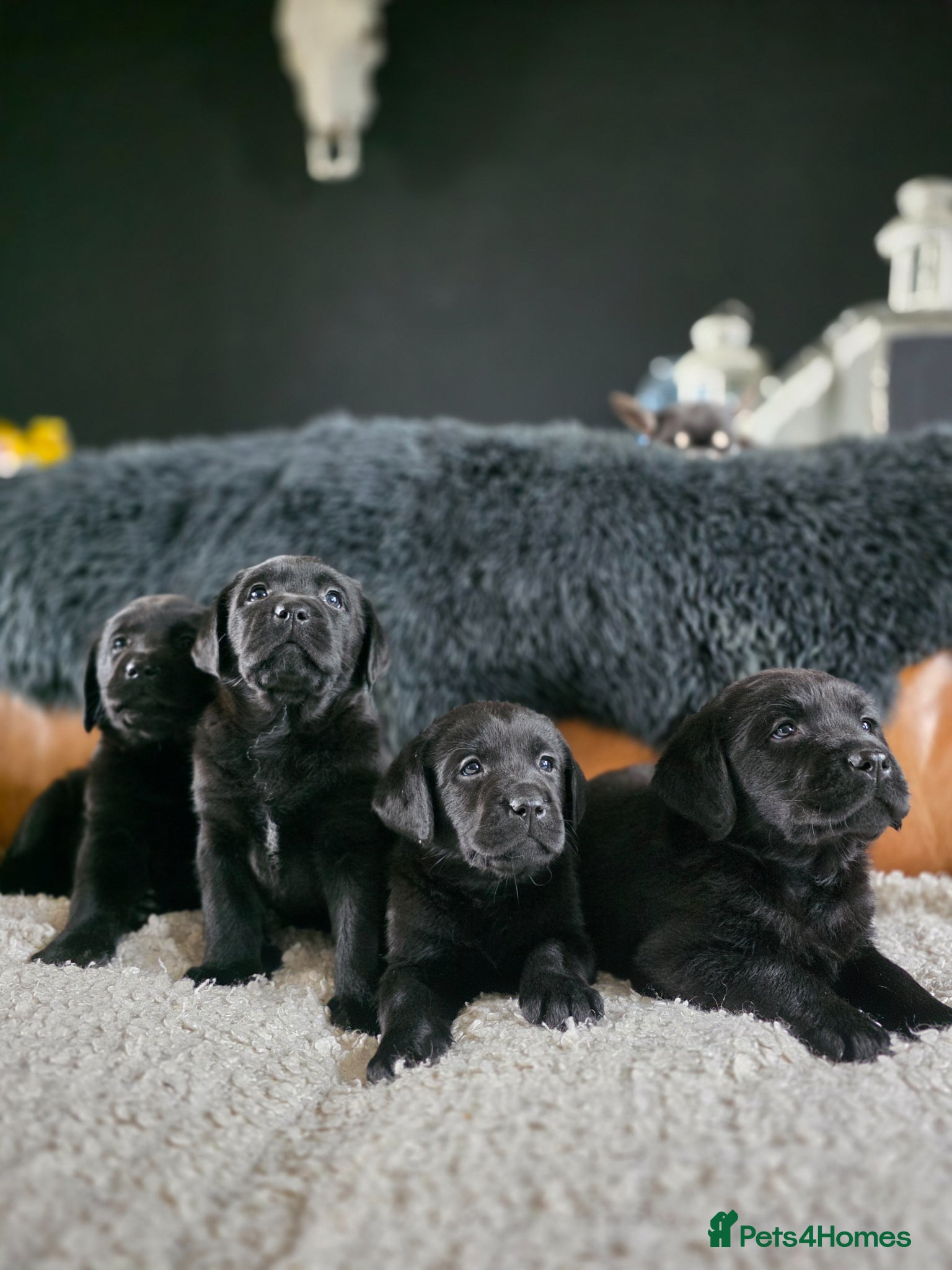 Labrador Retriever dogs Hugh Quality Black Labrador Puppies - Advert 2