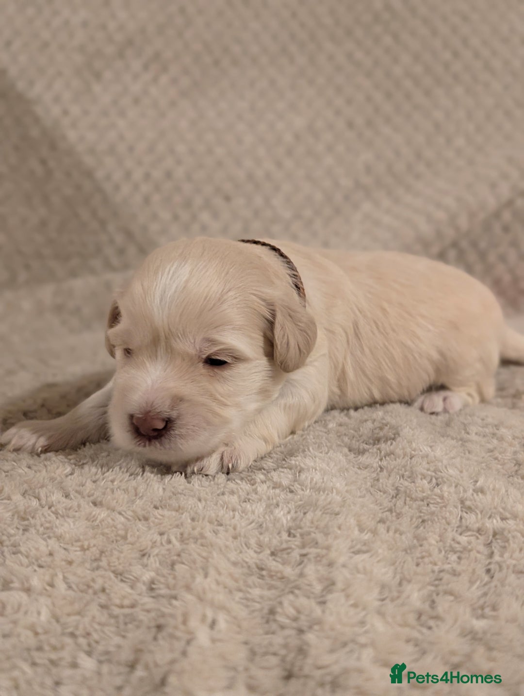 Miniature Schnauzer dogs for sale: KC Reg Rare Miniature Schnauzers - Advert 5