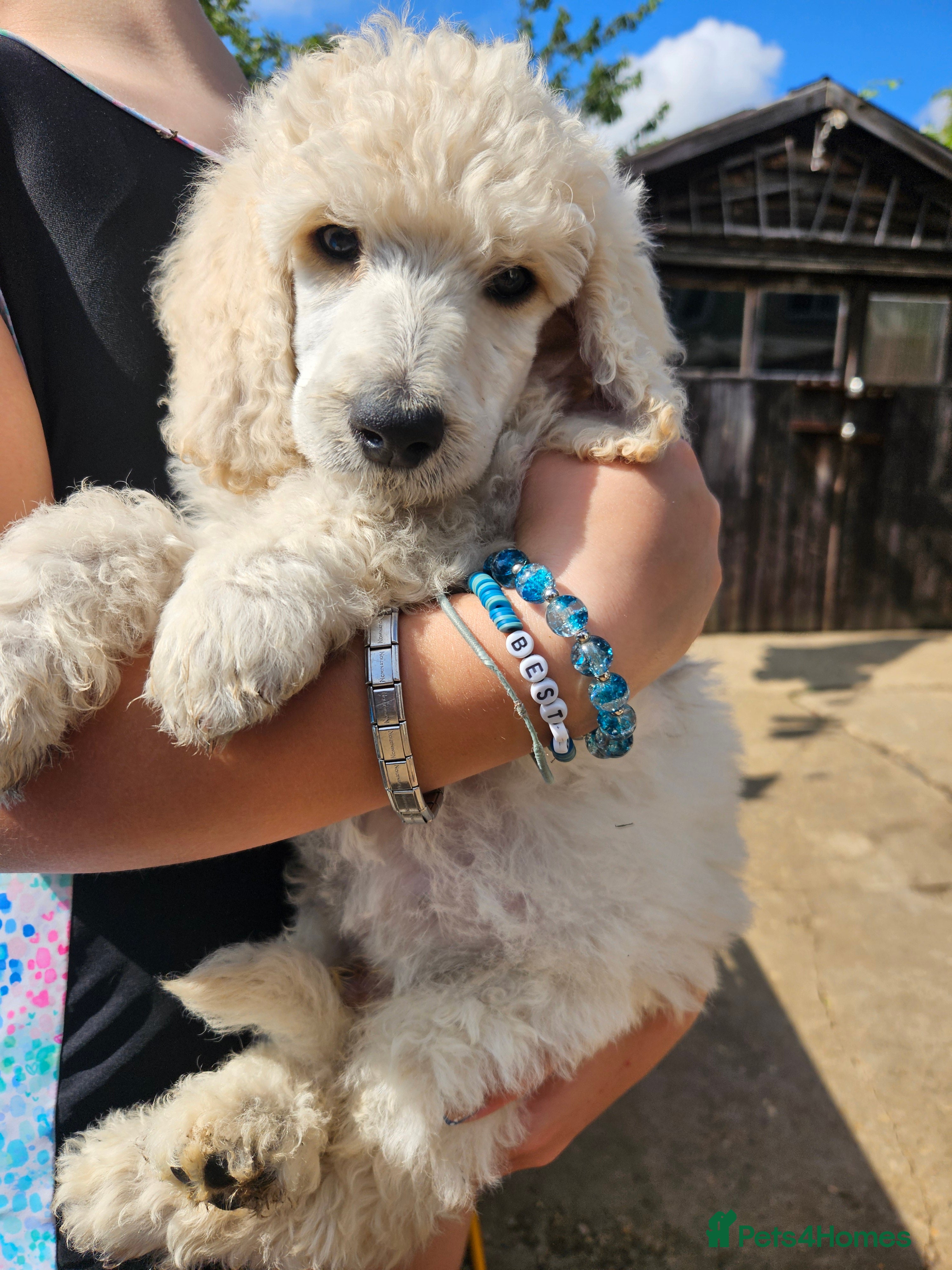 Standard Poodle dogs 🩵Ready Soon🩵Standard poodle boys🩵 - Advert 2