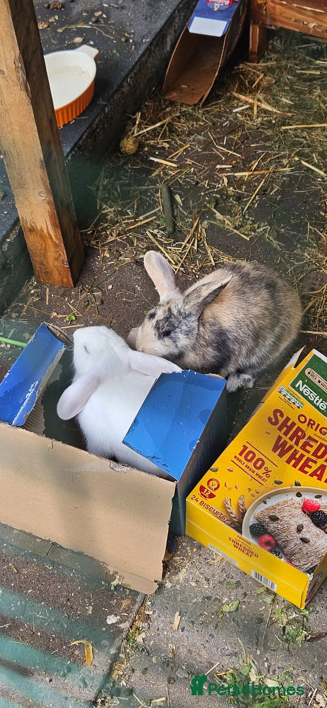 Mixed Breed rabbits for sale: 2 male rabbits plus hutches for sale - Advert 2