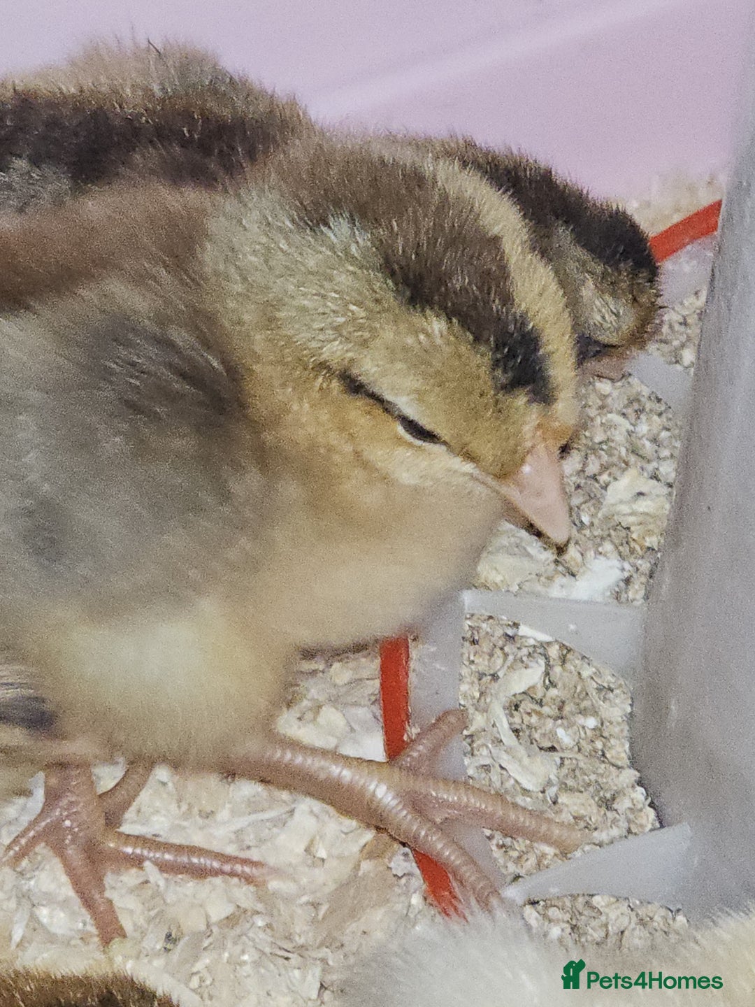 Chickens poultry for sale: Cream legbar chicks  - Image 3