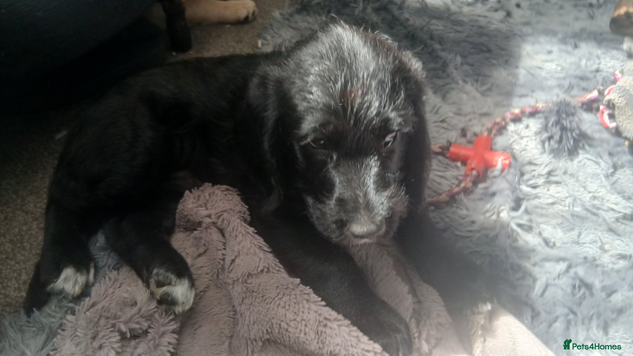 Mixed Breed dogs for sale: Ready Gorgeous Cockapoo x Gold Retriever x pups  - Advert 24