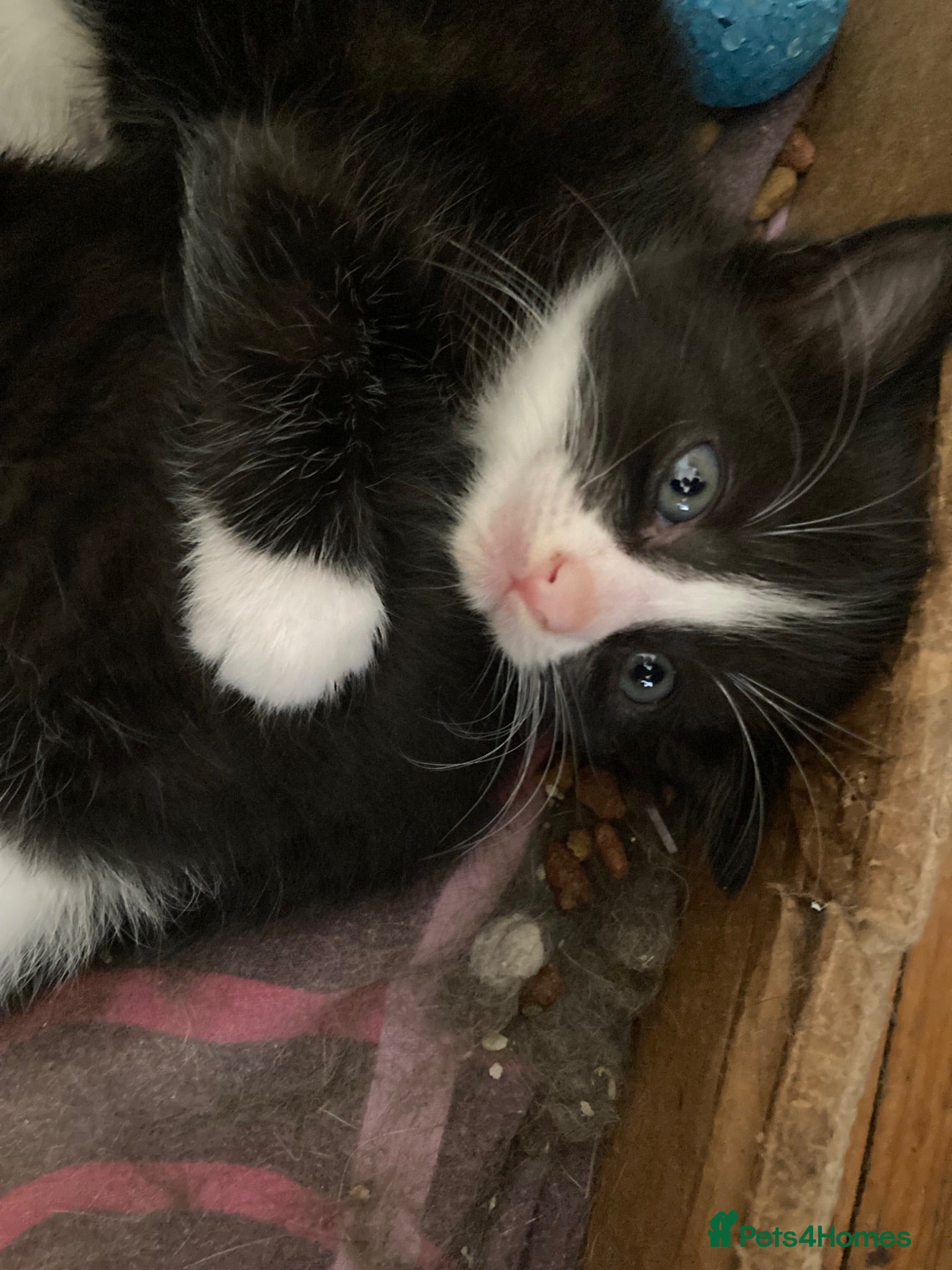 Mixed Breed cats Loving and Playful Kittens  - Advert 1